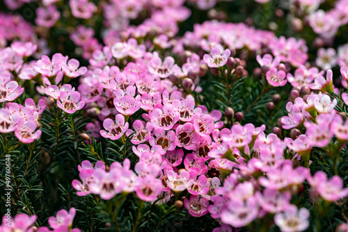 Chamelaucium uncinatum, also known as waxflower, the Geraldton waxflower orGeraldton wax. This cultivar is the Chamelaucium “Sarah’s Delight”. It's native to Australia and popular in horticulture.