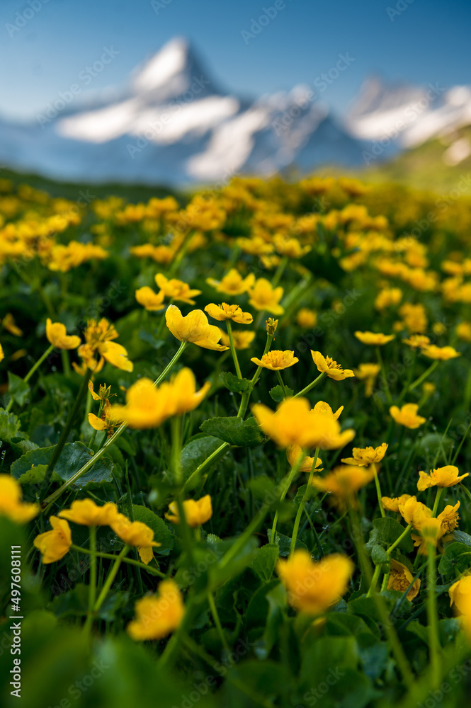 Schreckhorn and yellow wildflowers on a beautiful summer morning