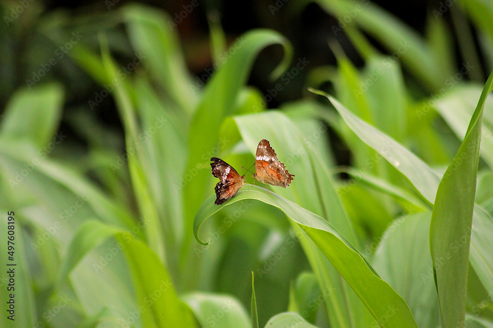 Photo of two beautiful butterflies together. Photo of two beautiful butterflies together.
