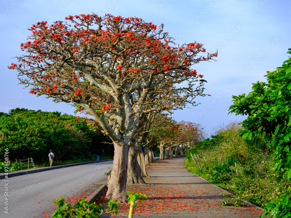 Naklejka premium デイゴの花