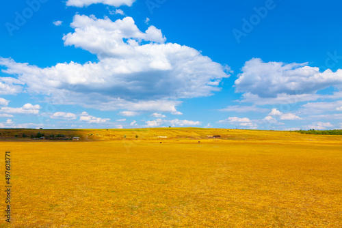 Yellow field and blue sky . Summer rustic scenery 
