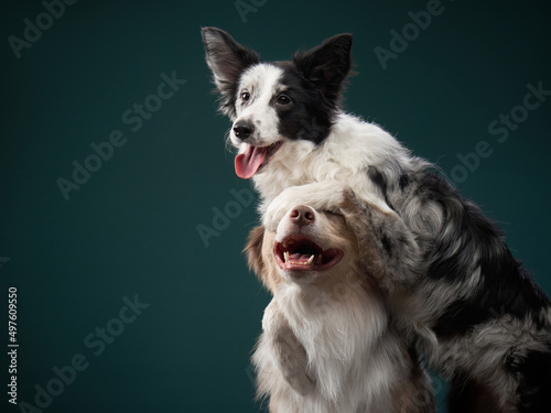 Sticker two dogs hugging