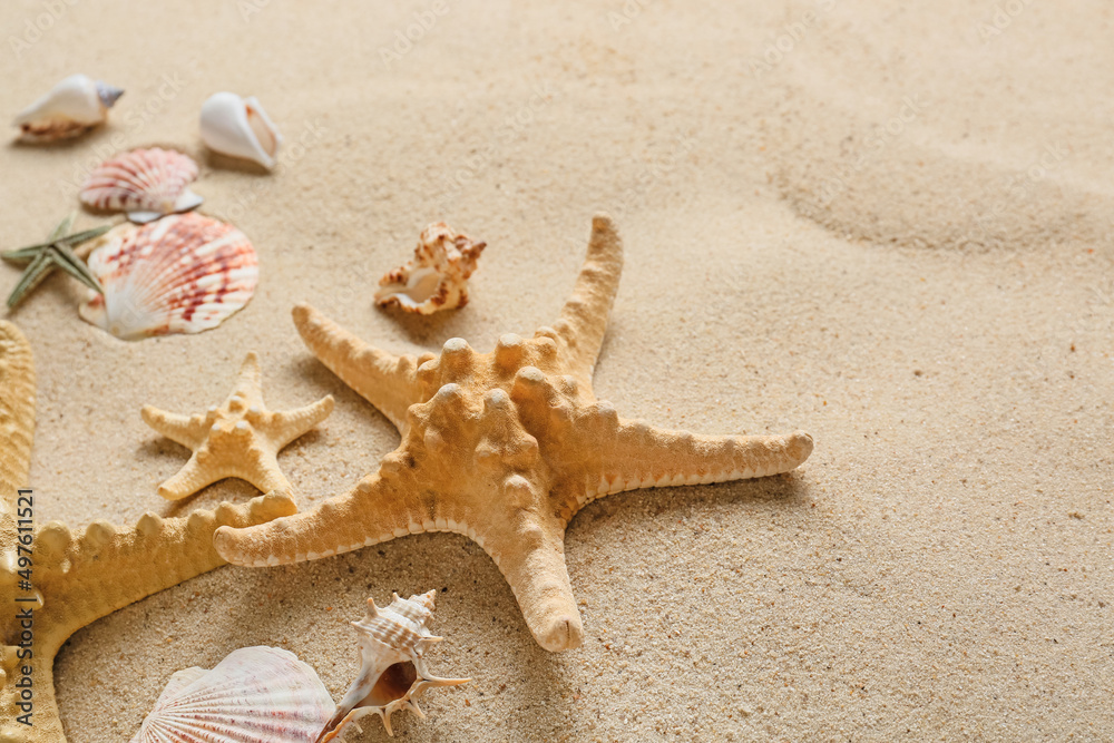 Many different sea shells and starfish on sea coast Many different sea shells and starfish on sea coast
