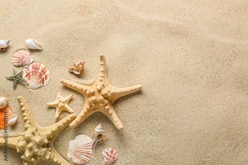 Many different sea shells and starfish on sea coast