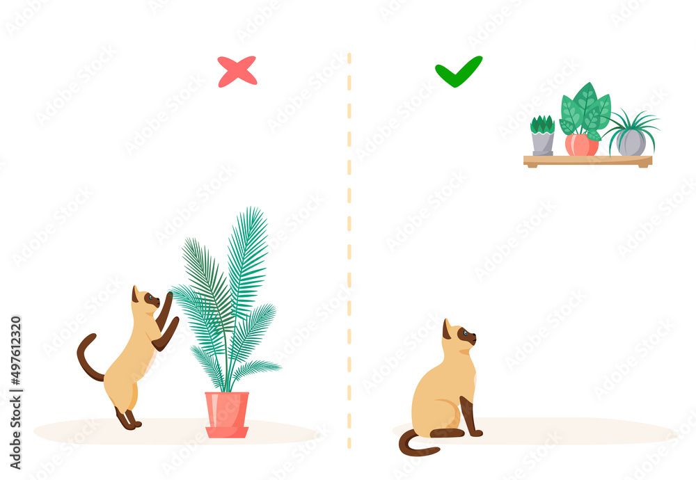 Cat and home plants. Wrong and right ways to keep plants at home with pet. Naughty siamese cat eats flowers in pots. Flat style vector Cat and home plants. Wrong and right ways to keep plants at home with pet. Naughty siamese cat eats flowers in pots. Flat style vector