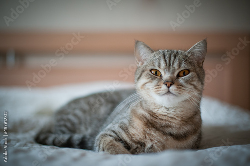 British Shorthair cat with yellow eyes lying on the bed