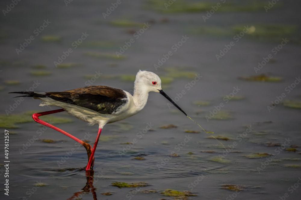 long legged black winged stilt and it's reflection in a marsh in Marievale bird Sanctuary long legged black winged stilt and it's reflection in a marsh in Marievale bird Sanctuary