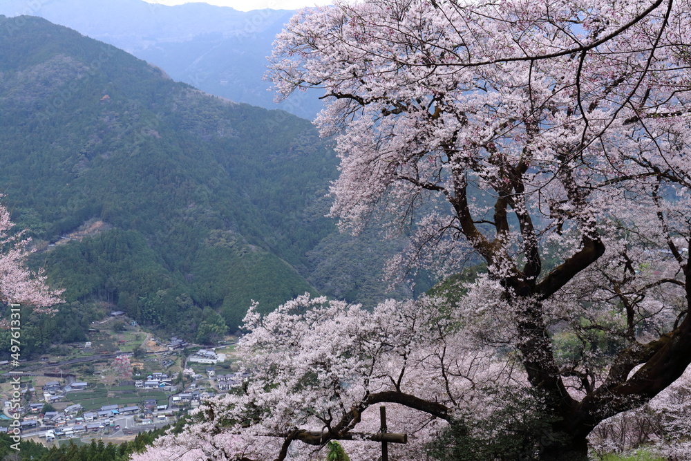 Obraz premium ひょうたん桜 山村を眺める （高知県 仁淀川町）