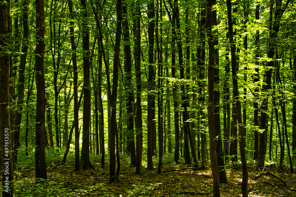 Buchenwald im Sommer Buchenwald im Sommer