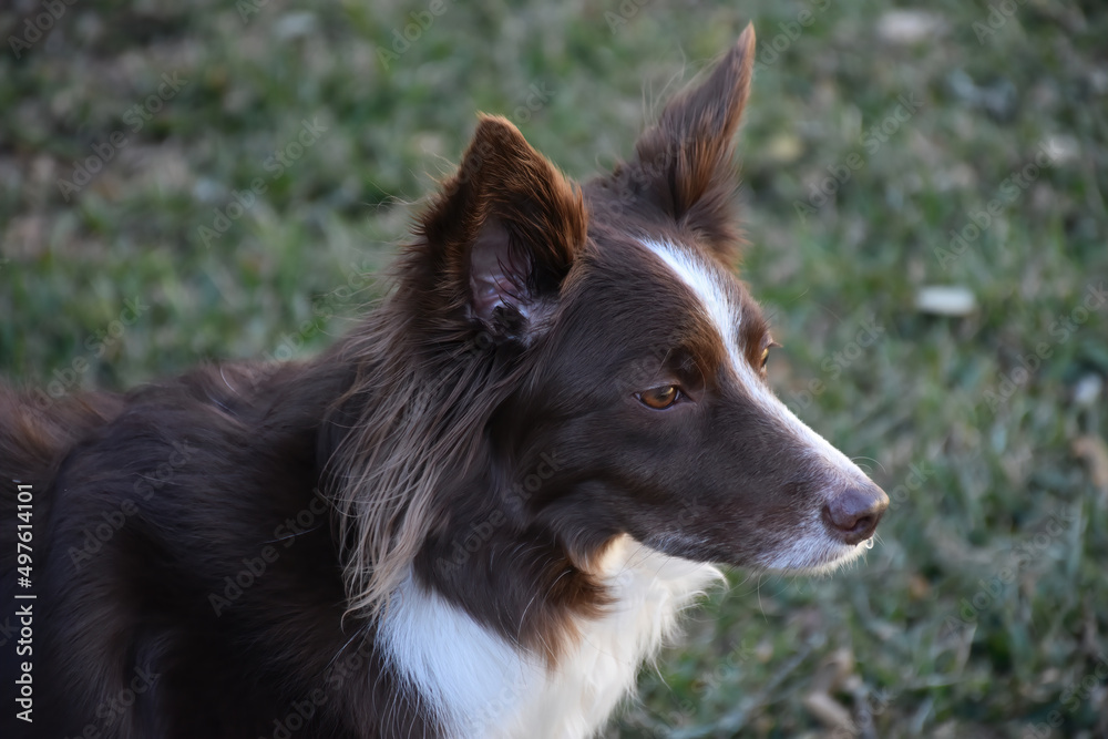 Border collie side head image shown against a green grassy field.  