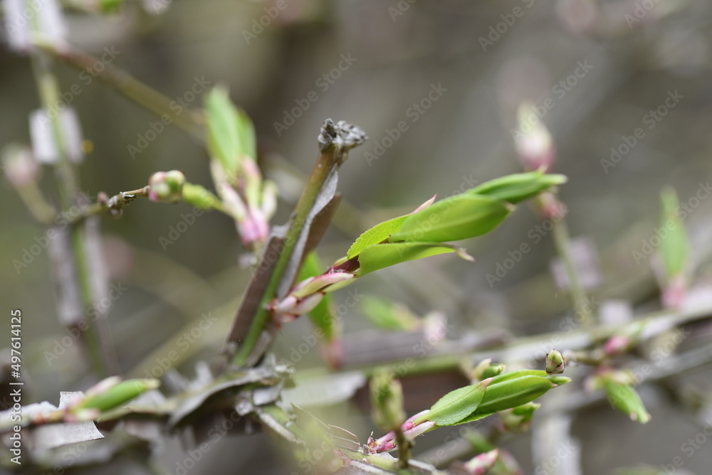 Winged spindle tree Sprout. Celastraceae deciduous shrub. The world's three largest autumnal trees. The branches are cork and winged. Used for garden trees, hedges and bonsai. Winged spindle tree Sprout. Celastraceae deciduous shrub. The world's three largest autumnal trees. The branches are cork and winged. Used for garden trees, hedges and bonsai.