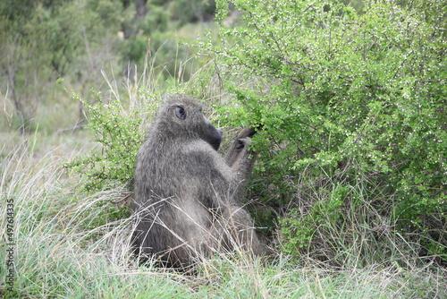 Monkey in Kruger park in south africa