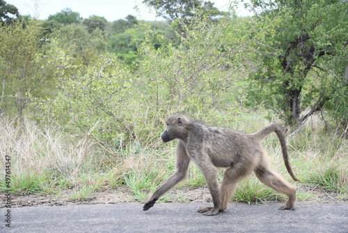 Monkey in Kruger park in south africa