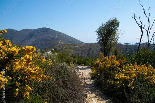 Spring thorny broom , Calicotome spinosa, in  the mountains