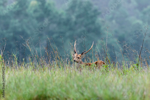 wild deer in nature forest © chatchai