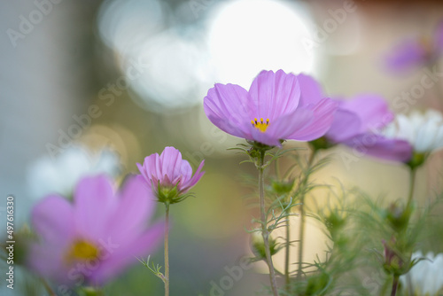 Fototapeta Naklejka Na Ścianę i Meble -  flower, flowers