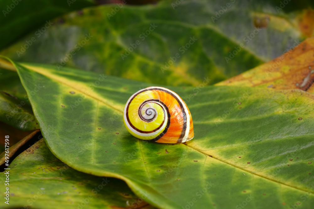 Cuban snail (Polymita picta) one of world most beautiful land snails