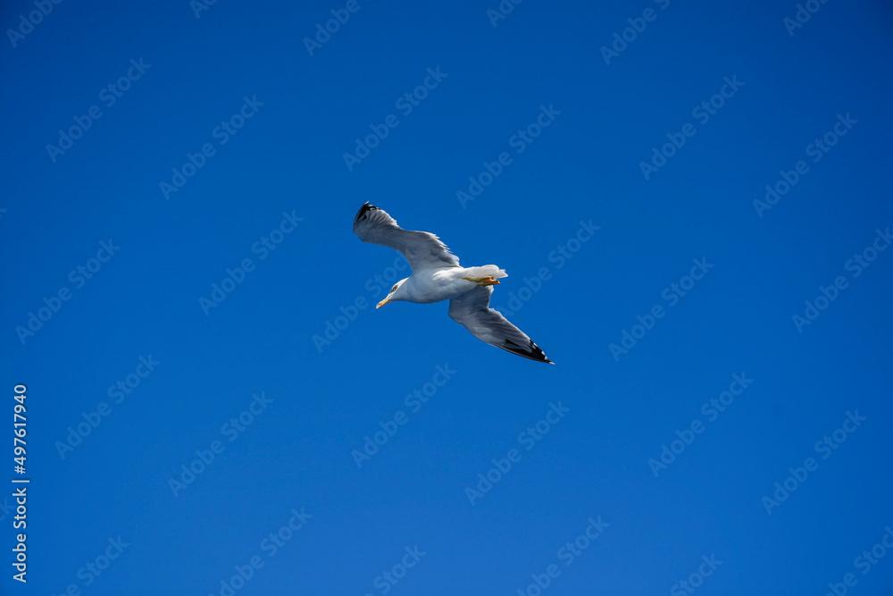 Seagulls in the clear blue sky. Seagulls in the clear blue sky.