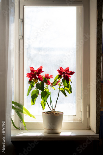 home plant pot standing on the window shelf