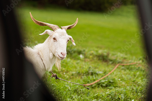 Goat looking at camera photo