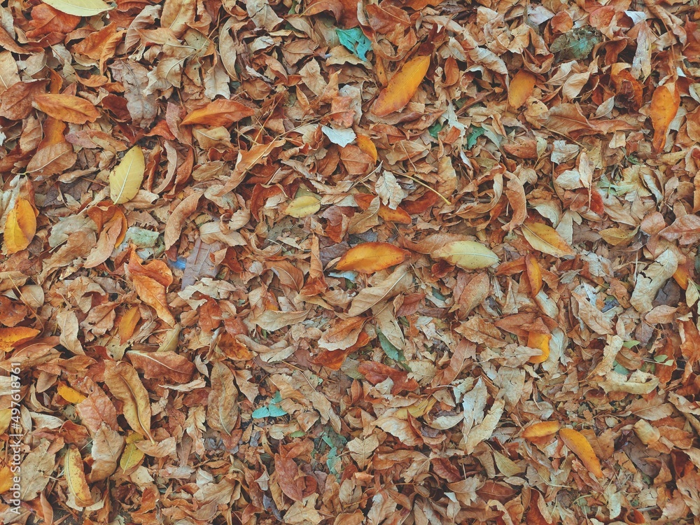 Dry leaves on an autumn ground