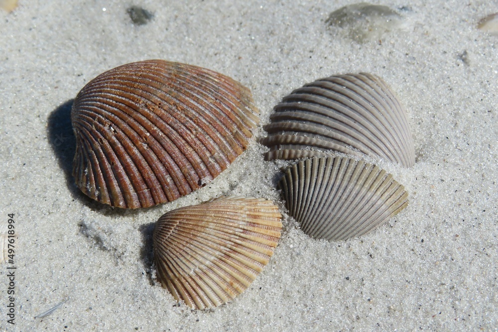 Seashells on sand background in Atlantic coast of North Florida Seashells on sand background in Atlantic coast of North Florida