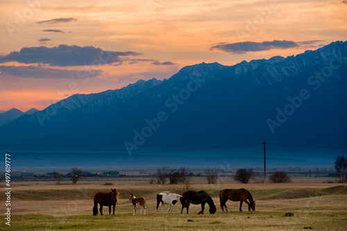 Fototapeta Naklejka Na Ścianę i Meble -  Beautiful bay horse herd grazes in the mountains at sunset