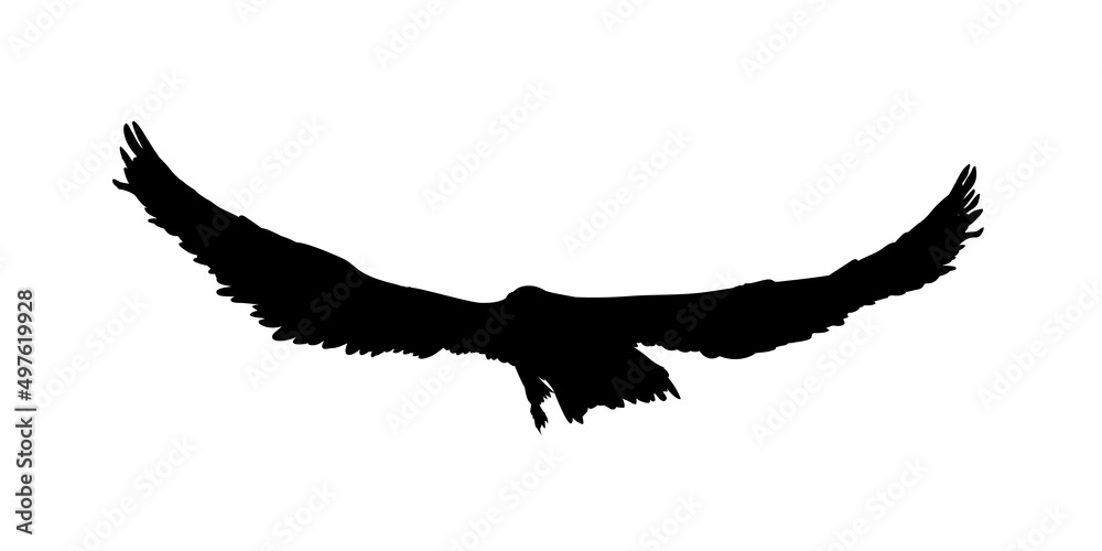 Hawk, eagle, falcon or orel black silhouette isolated on white background. A large predator soar in the air. Clipart icon, graphic simple element for design. Vector illustration. Hawk, eagle, falcon or orel black silhouette isolated on white background. A large predator soar in the air. Clipart icon, graphic simple element for design. Vector illustration.