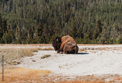 Bison in Yellowstone national park. photo