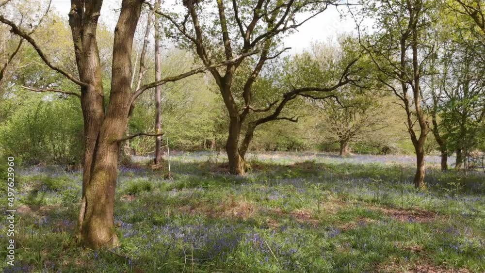 Flying through an English bluebell wood in Spring Flying through an English bluebell wood in Spring