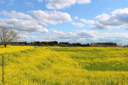 菜の花の絨毯 春の渡良瀬 風景