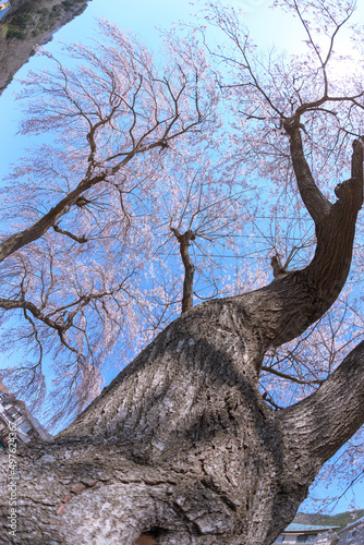 桜