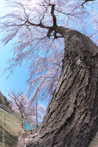 桜