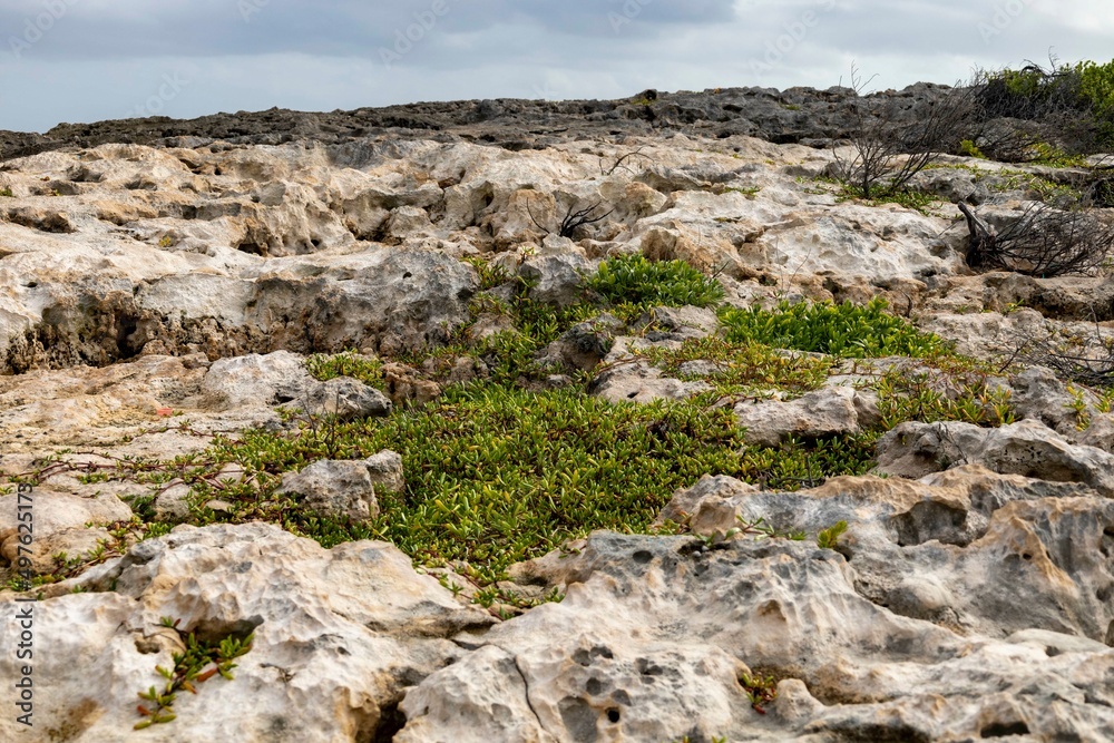 Plants on tidal rocks