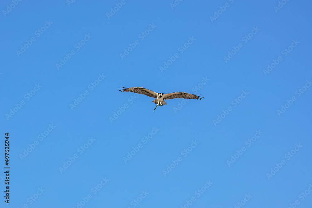Fototapeta premium Osprey flying with fish
