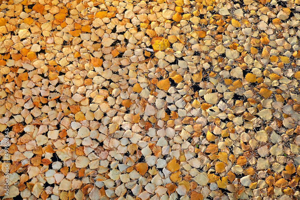 Decorative background of yellow and orange autumn leaves