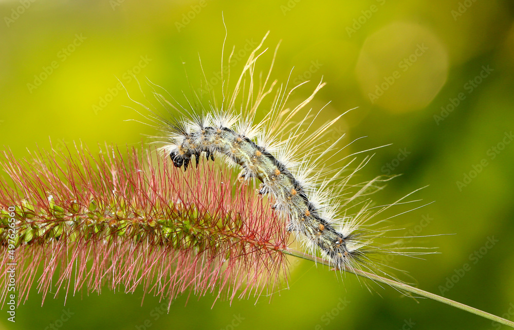 A caterpillar was crawling on a grass branch A caterpillar was crawling on a grass branch