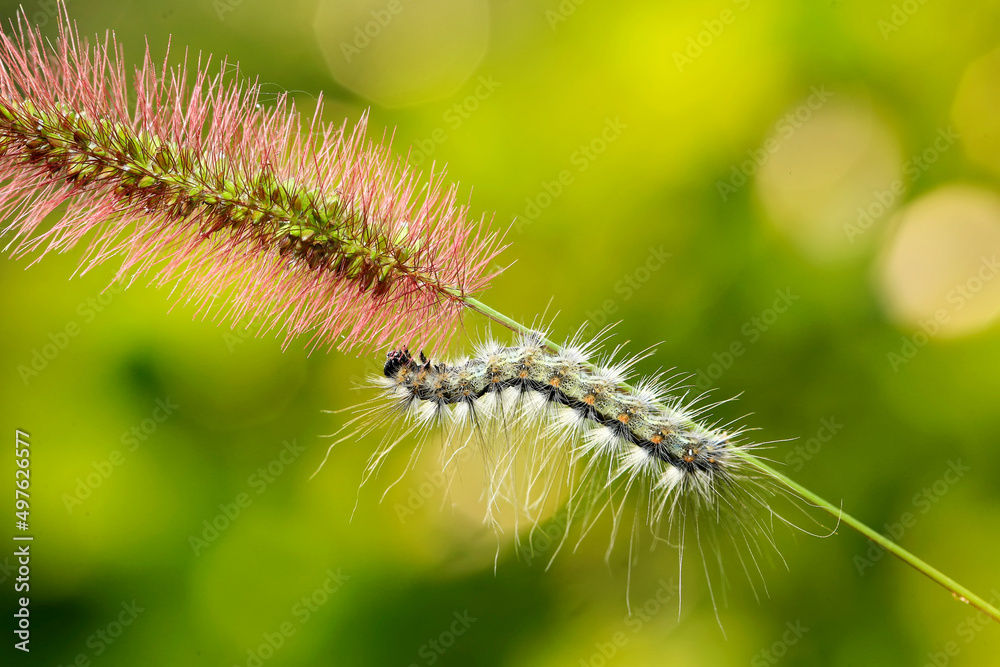 A caterpillar was crawling on a grass branch