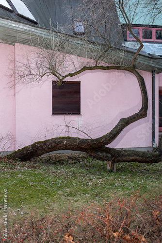 A crooked tree without leaves