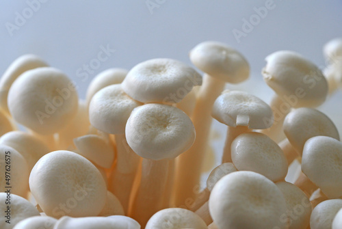 Many fresh mushrooms, close-up photos