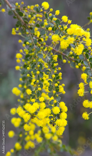 Abstract floral background with yellow flowers 