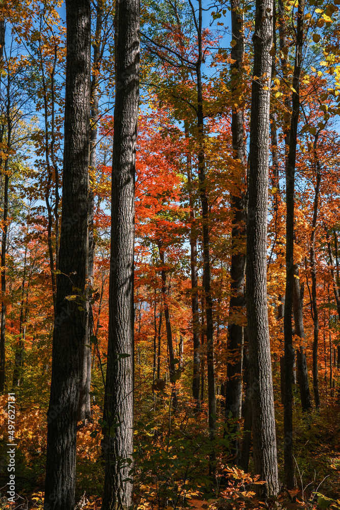 Tall and short trees Tall and short trees