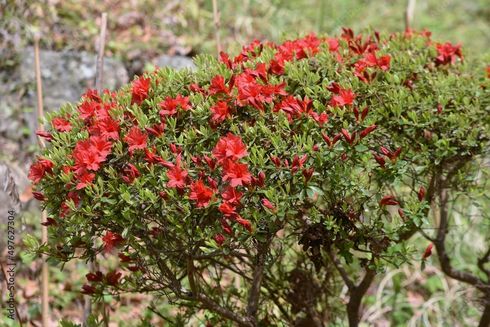 Obraz premium Rhododen obtusum'Kurume Azarea' blossoms begin to bloom. Ericaceae evergreen shrub. Flowering season April-May.