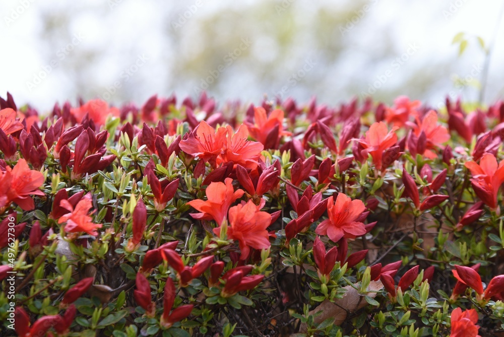 Rhododen obtusum'Kurume Azarea' blossoms begin to bloom. Ericaceae evergreen shrub. Flowering season April-May. Rhododen obtusum'Kurume Azarea' blossoms begin to bloom. Ericaceae evergreen shrub. Flowering season April-May.