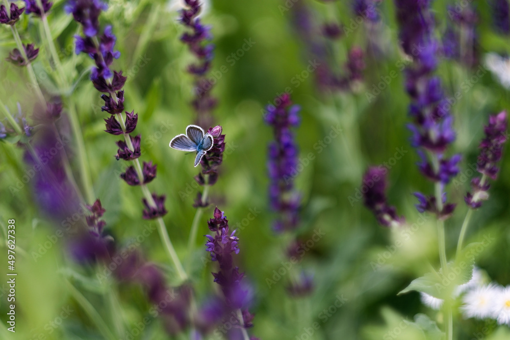 Blue butterfly on flower Blue butterfly on flower
