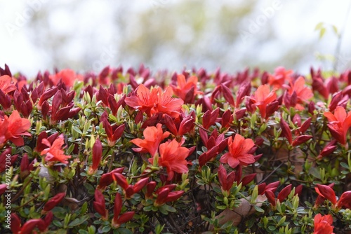 Rhododen obtusum'Kurume Azarea' blossoms begin to bloom. Ericaceae evergreen shrub. Flowering season April-May.