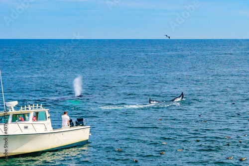 Boat and whale, Cape Cod, Massachusetts, US