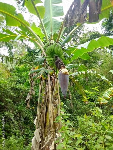 Cavendish banana tree fruiting in the field (Latondan local name)  this banana plant is the most common banana variety found in supermarkets photo