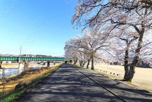 本町公園（ほんまちこうえん）の桜並木－岐阜県中津川市 © M&M Factory
