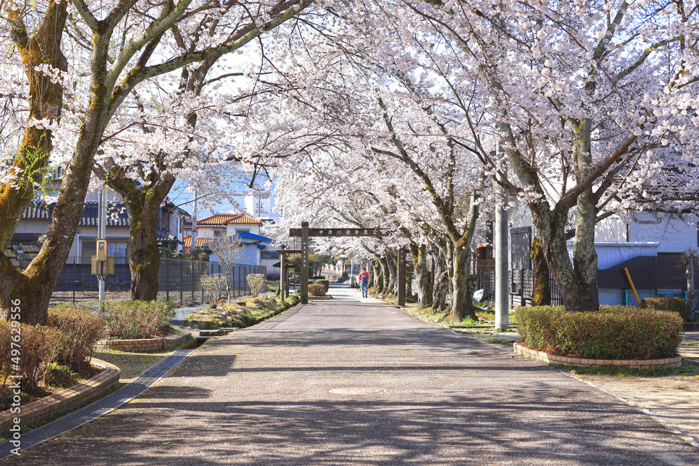 本町公園（ほんまちこうえん）の桜並木－岐阜県中津川市